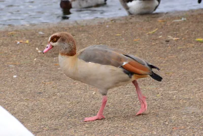 DSC_0687 (Large).JPG